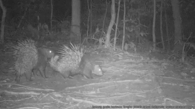 Landak melayu (Hystrix brachyura)