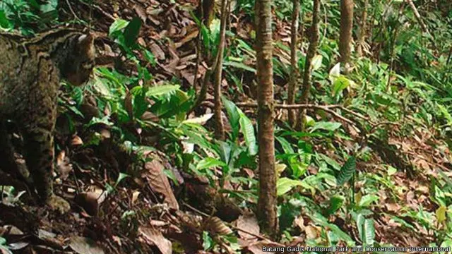 Salah satu jenis kucing hutan (Pardofelis marmorata).