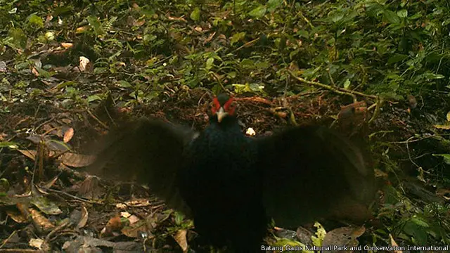 Sempidan Sumatera atau dalam bahasa Inggris dikenal sebagai 'Salvadori's pheasant' (Lophura inornata)