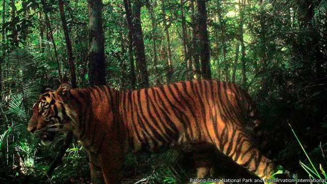 Hanya ada 500-600 harimau Sumatera (Panthera tigris sumatrae) di alam liar. 