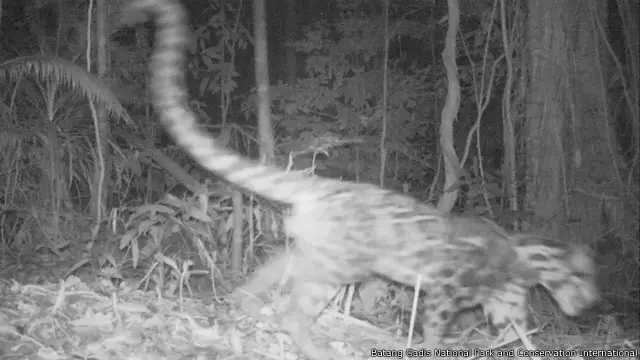Diperkirakan hanya ada sekitar 10.000 macan dahan (Sunda clouded leopards). 