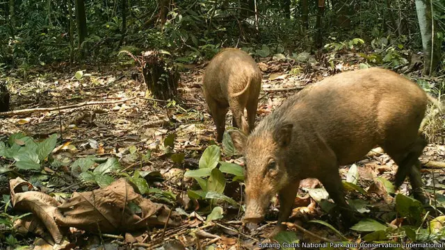 Babi hutan (Sus scrofa)