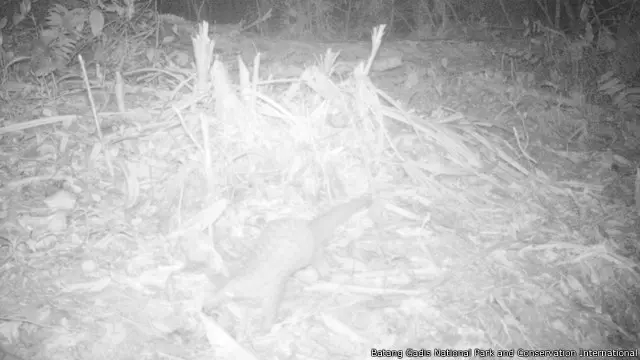 Trenggiling (Manis javanica) yang banyak diburu untuk kulit, sisik dan dagingnya. 