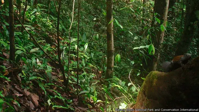 Bisakah Anda menemukannya? Seekor tupai raksasa (Ratufa affinis).