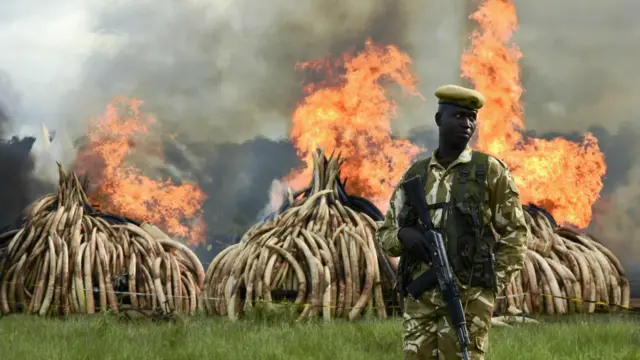 一名肯尼亞野生動物管理局衛士在焚燒的象牙堆前面守衛
