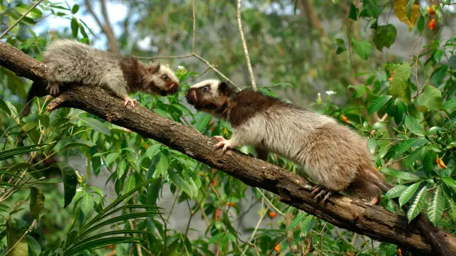 Chuột mây khổng lồ Bắc Luzon (tên khoa học là Phloeomys pallidus) và một chú chuột con cùng loài (bên trái). Ảnh: Daniel Heuclin/naturepl.com