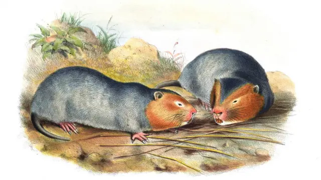 Một hình vẽ minh họa thế kỷ 19 cho thấy chú chuột tre Sumatra cái (Rhizomys sumatrensis) Ảnh: John Gerrard Keulemans