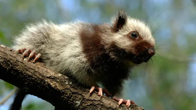 Chuột mây khổng lồ bắc Luzon (Phloeomys pallidus) Ảnh: Daniel Heuclin/naturepl.com