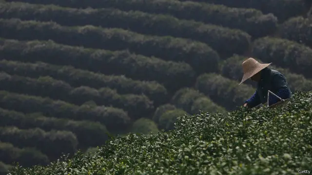 Teras-teras teh dapat ditemukan di seluruh provinsi Fujian.