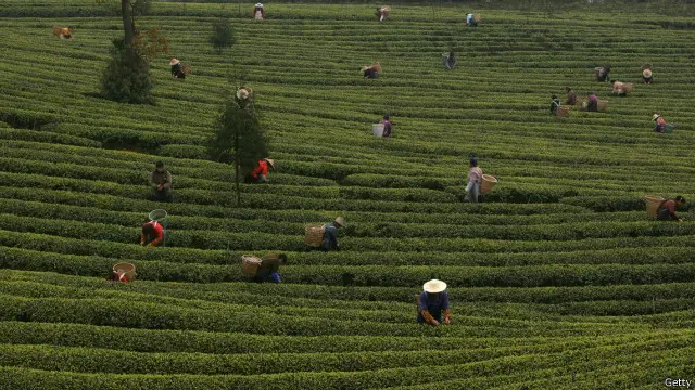 Dan inilah pohon-pohon yang memproduksi teh asli yang langka dan termasyur itu.