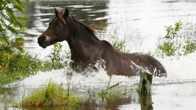 Австралийская лошадь