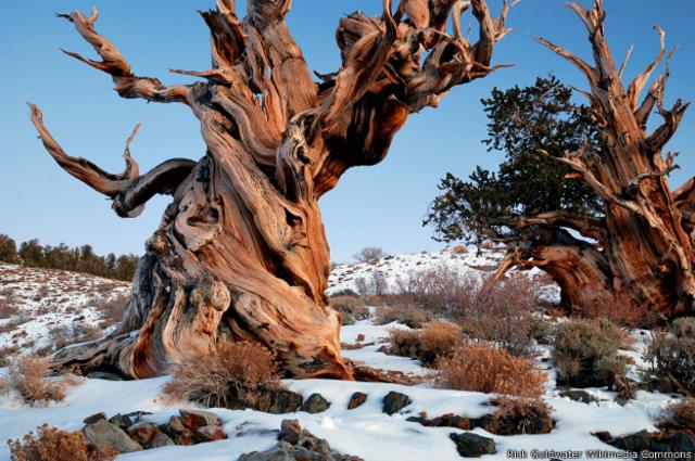 Este es un ejemplar de Pinus longaeva del Bosque Nacional de Inyo (EE.UU.), pero no es Matusalén.