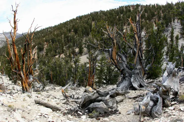 A simple vista Matusalén es indistinguible del resto de pinos milenarios del Bosque Nacional de Inyo, dicen los expertos.