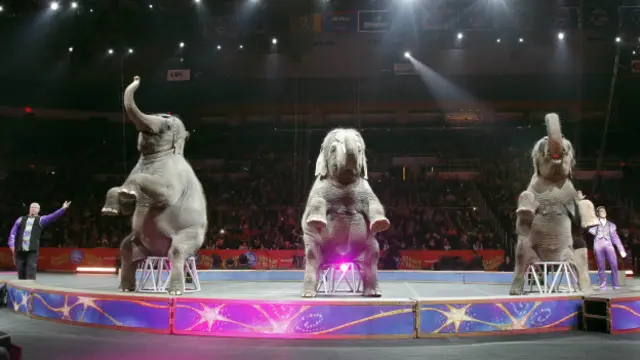 Уже два столетия слоны выступают в цирках США