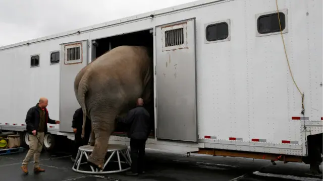 Все слоны, выступавшие в цирке, отправятся жить в заповедник во Флориде