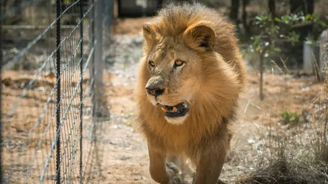 شیروں کی ہلاکت پر چڑیا گھر کا عملہ بے حد افسردہ ہے