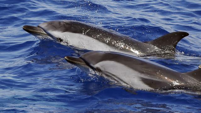 小海豚出生后，海豚妈妈发出的唿哨声增加