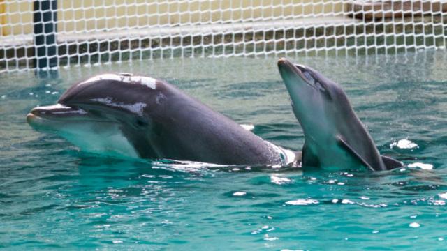 如果海豚妈妈的孩子丢了，她也会偶然诱拐其他小海豚
