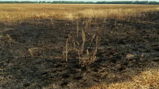 Выгоревшая трава в поле у Красного Октября
