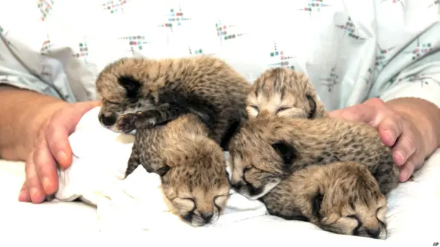 चीते पर प्यार बरसाता कुत्ता