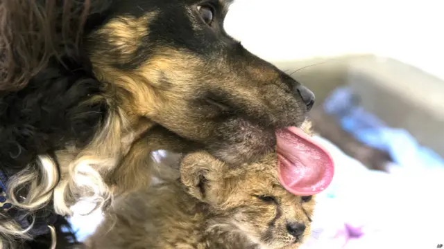 चीते पर प्यार बरसाता कुत्ता