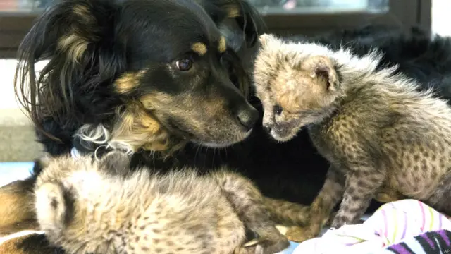 चीते पर प्यार बरसाता कुत्ता