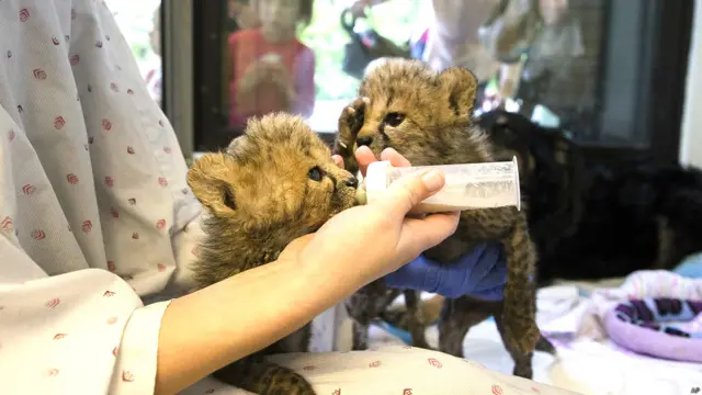 चीते पर प्यार बरसाता कुत्ता