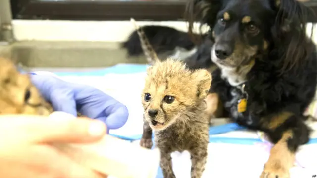 चीते पर प्यार बरसाता कुत्ता