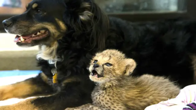 चीते पर प्यार बरसाता कुत्ता