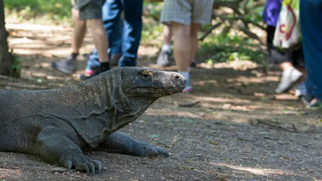 Loài người có thể đe dọa đến rồng Komodo. Ảnh: Alamy