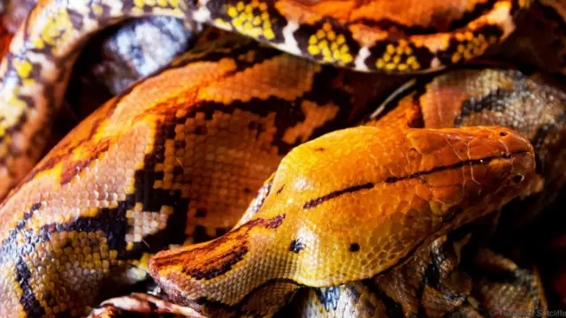 Tuy đã rời khỏi những khu rừng từ hàng thế kỷ trước, người Minahasa vẫn ăn những thứ mà tổ tiên họ, những người sống trên vùng cao nguyên, từng ăn hồi 6.000 năm trước. Họ ăn những thứ như heo rừng, rắn, dơi. Hầu hết những món thịt độc đáo ở chợ Tomohon đều là những món ngon để nấu ở nhà như dạng đặc sản chứ không phải để phục vụ ở các nhà hàng. Trăn, Adam Pongoh, hướng dẫn viên người Minahasa, nói, đang ngày càng trở nên hiếm hơn. "Thịt trăn ăn như thịt gà vậy, và chúng tôi dùng gia vị giống như khi nấu gà, nhưng gà thì giá rẻ chỉ bằng phân nửa."