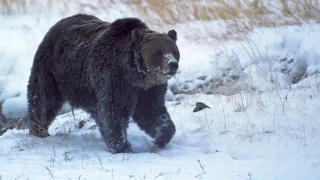 El oso Scarface era el más famoso de los grizzly de Yellowstone. Era fácil de reconocer por las cicatrices en su cara y su oreja derecha mutilada.