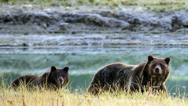 El oso grizzly está protegido tanto por el estado de Montana como por el gobierno federal, ya que se trata de una especie amenazada. 