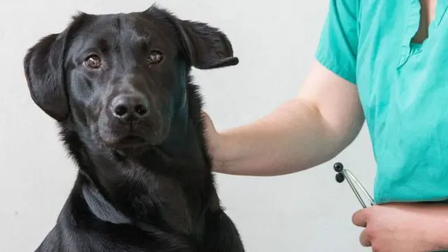 لیبریڈر شاید زیادہ کھانے کے لیے ہی بنا ہے