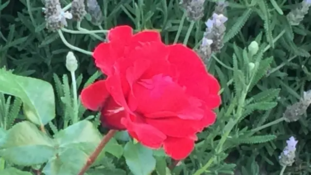 Flores estão por todos os lados na residência