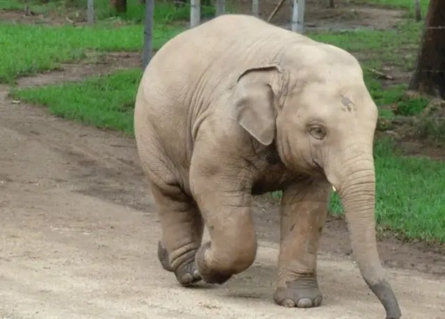 泰国就有一项计划，政府付钱给象夫，让他们把大象放生到野外