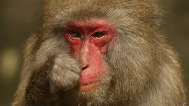 挠痒可能帮助我们的祖先去除身体上烦人的昆虫