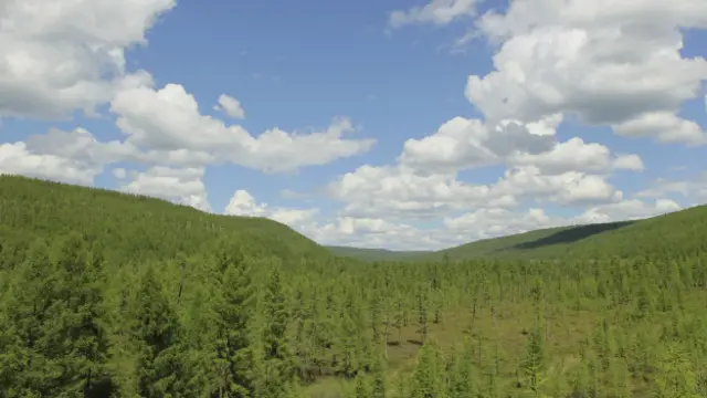 Дальний Восток, Тайга