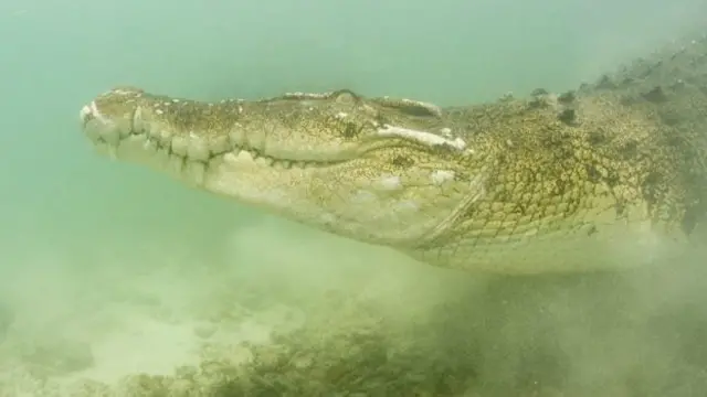 Aún queda por descubrir para qué utilizan los cocodrilos su poca capacidad de enfocar debajo del agua.