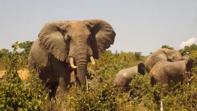 Orta hesabla bir fil gündə 250 kilo ot yeyir. Bu kütlə filin həzm sistemindən keçərək 50 kilo peyinə çevrilir.