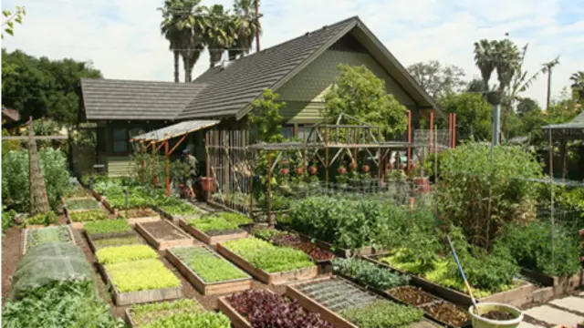 Urban Homestead