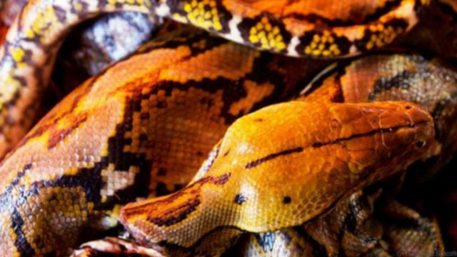 米纳哈萨人从他们的祖先那里继承 了食蛇的口味习惯。（图片来源：Theodora Sutcliffe）