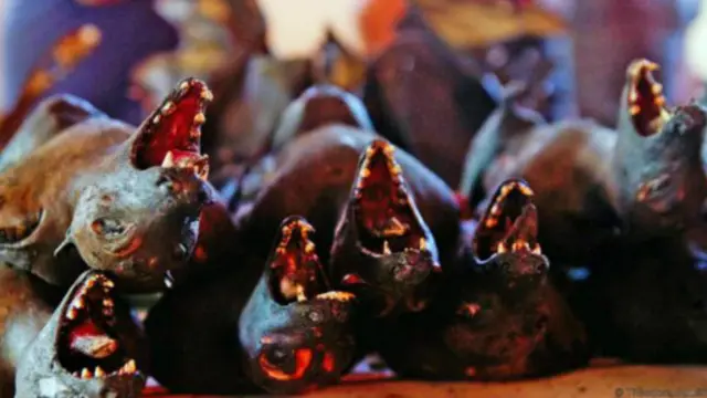 “蝙蝠张着嘴,露着牙,无声地叫着”(图片来源:Theodora Sutcliffe)