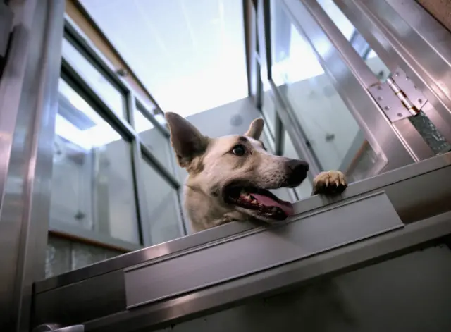 Собака из Сочи