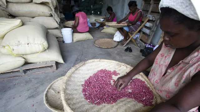 Un grupo de mujeres haitianas trabajan el maní de manera artesanal con unas cestas