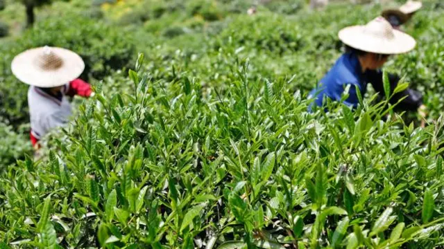 Tác giả nói trà Đại Hồng Bào lại không khó mua ở Vũ Di Sơn. (Ảnh: Kevin Zen/Getty)