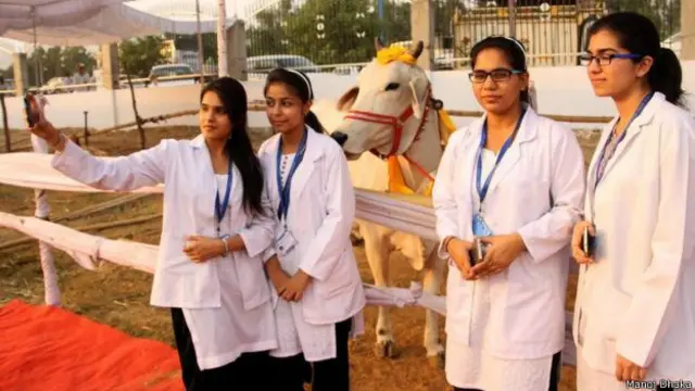 ہندوں کے عقیدے کے مطابق گائے ایک مقدس جانور ہے جس کی وہ پوجا کرتے ہیں