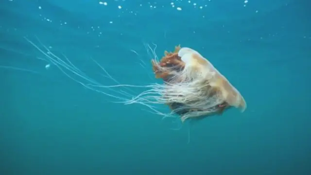 يعرف قنديل البحر ذو لِبْدَة الأسد علميا باسم (سيانيا كابيلاتا)