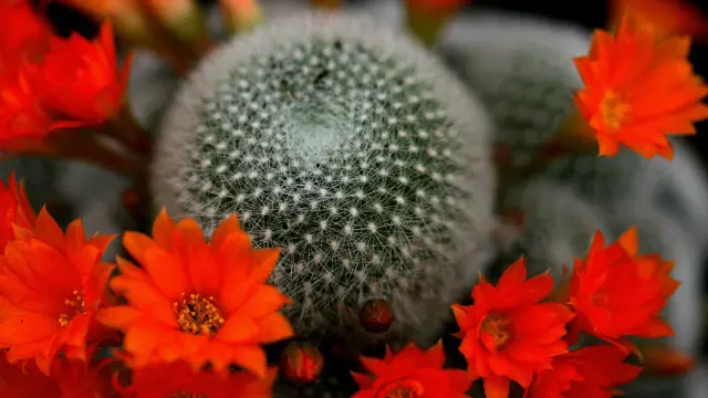 ګارډین لیکي چې ښه خبره بیا دا ده چې هر کال تر ۲۰۰۰ پورې نوې ګیاګانې او نباتات کشف او پیدا کېږي.