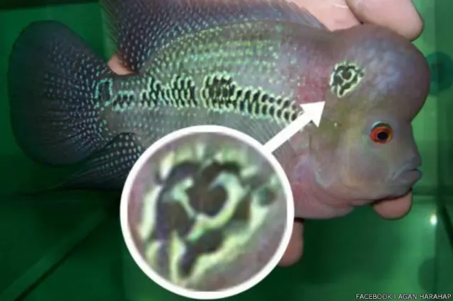 "Berdasarkan keterangan saksi, Itta (30 tahun), ikan louhan bercorak logo PKI itu sudah menjadi buah bibir di kalangan masyarakat sejak ikan tersebut dijual sejak kurang lebih sebulan yang lalu," tulis Agan Harahap di Facebooknya. 